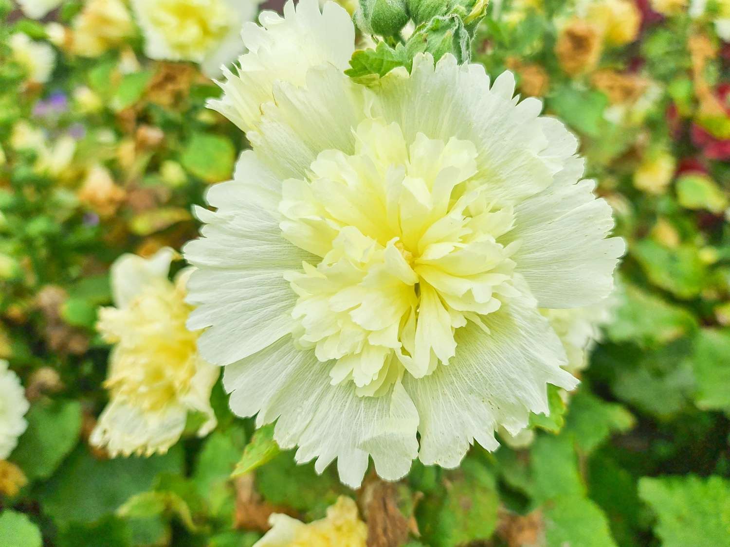 Salkoruusu 'Spring Celebrities Lemon'